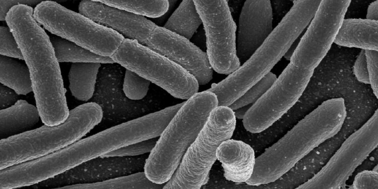 Twelve E. coli cases under investigation in Latvia – Food Safety News