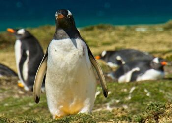 Lammy says Falkland Islands and Gibraltar status non-negotiable – BBC