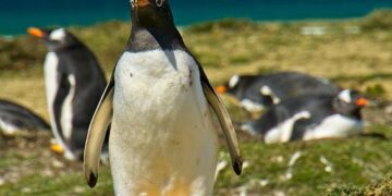 Lammy says Falkland Islands and Gibraltar status non-negotiable – BBC