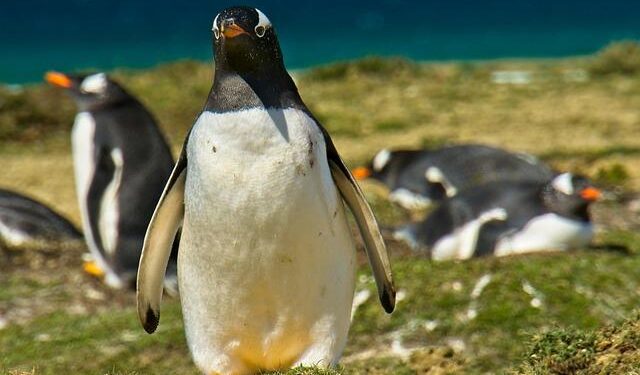 Lammy says Falkland Islands and Gibraltar status non-negotiable – BBC