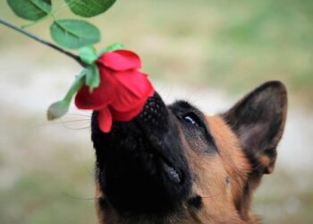 German authorities raid group that allegedly aims to overthrow Eritrean government – The Independent