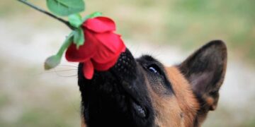 German authorities raid group that allegedly aims to overthrow Eritrean government – The Independent