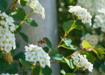 Mourners protest against corruption in North Macedonia after nightclub fire – The Guardian