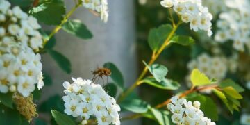 Mourners protest against corruption in North Macedonia after nightclub fire – The Guardian