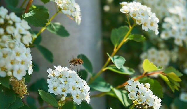 Mourners protest against corruption in North Macedonia after nightclub fire – The Guardian