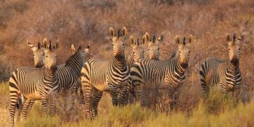 South Africa refrains from reciprocal tariffs on US imports – Investing.com