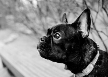 French troops to exit Senegal by end of 2025 – Al Jazeera