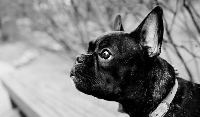 French troops to exit Senegal by end of 2025 – Al Jazeera