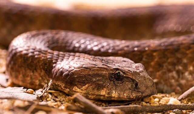 How the Brown Tree Snake Wreaked Havoc on Guam’s Birds – HowStuffWorks