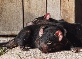 Cook Islands PM says a new constitutional agreement with NZ needs to reflect country’s increasing independence – Australian Broadcasting Corporation