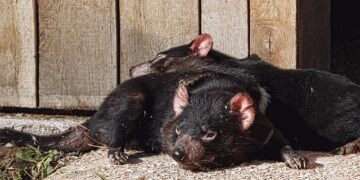 Cook Islands PM says a new constitutional agreement with NZ needs to reflect country’s increasing independence – Australian Broadcasting Corporation