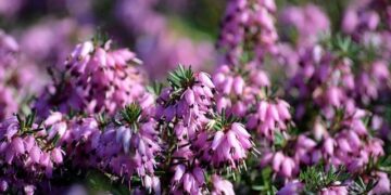 Rumor: Erik Brännström To Switzerland – The Hockey News