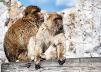 Town of Gibraltar Addresses Waterfront Plan Concerns – Door County Pulse