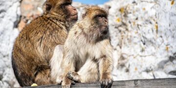 Town of Gibraltar Addresses Waterfront Plan Concerns – Door County Pulse