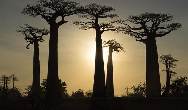 Madagascar water sensor project supports community-led conservation efforts worldwide – W&M News