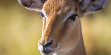 Botswana’s new president aims to clinch De Beers diamond sales pact soon – Reuters