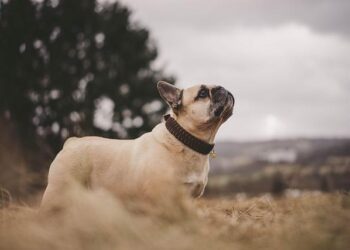 French court voids New Caledonia TikTok ban – Euractiv