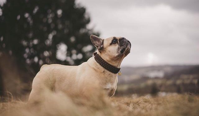 French court voids New Caledonia TikTok ban – Euractiv