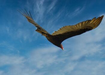 France’s M&P, Spain’s Repsol say Venezuela oil licences revoked by US – Reuters