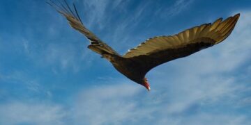 France’s M&P, Spain’s Repsol say Venezuela oil licences revoked by US – Reuters