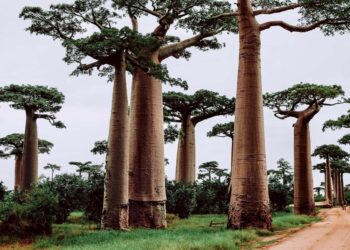 8 things to know before traveling to Madagascar – Lonely Planet