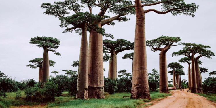8 things to know before traveling to Madagascar – Lonely Planet