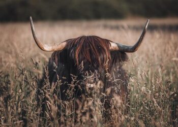 You wait 100 years for a Scottish president and get Donald Trump – The Times