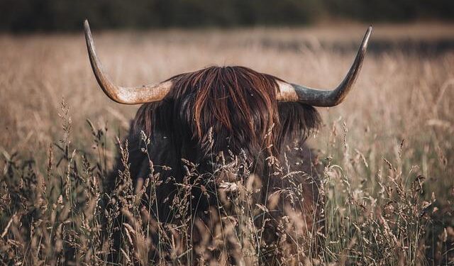 You wait 100 years for a Scottish president and get Donald Trump – The Times