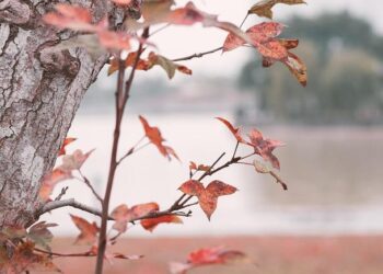 These are the world’s happiest countries in 2025 – CNN