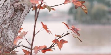 These are the world’s happiest countries in 2025 – CNN