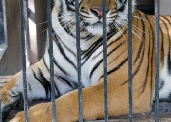 Caged Tiger Mauls Circus Worker in Egypt, on Terrifying Video – TMZ