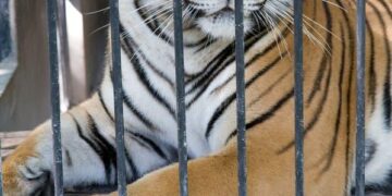 Caged Tiger Mauls Circus Worker in Egypt, on Terrifying Video – TMZ