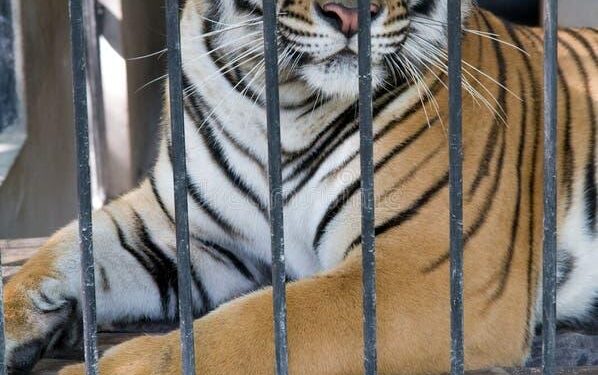 Caged Tiger Mauls Circus Worker in Egypt, on Terrifying Video – TMZ