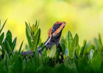 Emma Donoghue: ‘In Ireland we start with the slagging. That is something I really treasure’ – The Irish Times