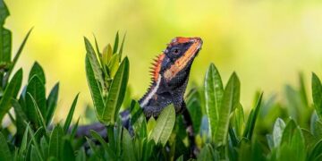 Emma Donoghue: ‘In Ireland we start with the slagging. That is something I really treasure’ – The Irish Times