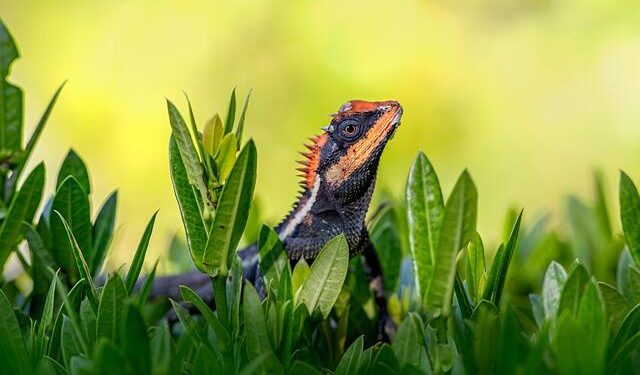 Emma Donoghue: ‘In Ireland we start with the slagging. That is something I really treasure’ – The Irish Times