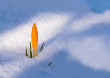 Spring Snow Blankets Parts of Albania – Albanian Daily News