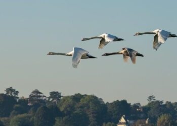 Assessment of Migration Data in Seychelles – IOM Publications