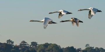 Assessment of Migration Data in Seychelles – IOM Publications