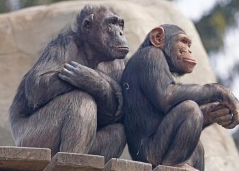 Research uncovers the illegal trade of pet chimpanzees from Guinea-Bissau – Phys.org