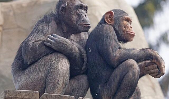 Research uncovers the illegal trade of pet chimpanzees from Guinea-Bissau – Phys.org