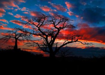 Angola: Annual Country Report 2024 – Country Strategic Plan 2020-2025 – ReliefWeb