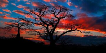 Angola: Annual Country Report 2024 – Country Strategic Plan 2020-2025 – ReliefWeb