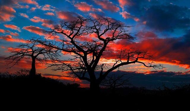 Angola: Annual Country Report 2024 – Country Strategic Plan 2020-2025 – ReliefWeb