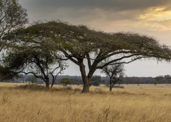 Zimbabwe Drops Tariffs On US Goods Following New US Trade Sanctions – Arise News