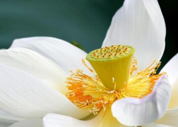 Why White Lotus could be on the road to Marrakech – Daily Mail