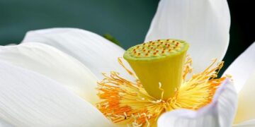 Why White Lotus could be on the road to Marrakech – Daily Mail