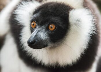 47 trafficked lemurs and 155 trafficked tortoises repatriated to Madagascar – United Nations Office on Drugs and Crime