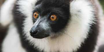 47 trafficked lemurs and 155 trafficked tortoises repatriated to Madagascar – United Nations Office on Drugs and Crime