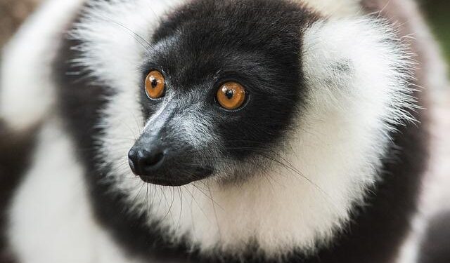 47 trafficked lemurs and 155 trafficked tortoises repatriated to Madagascar – United Nations Office on Drugs and Crime